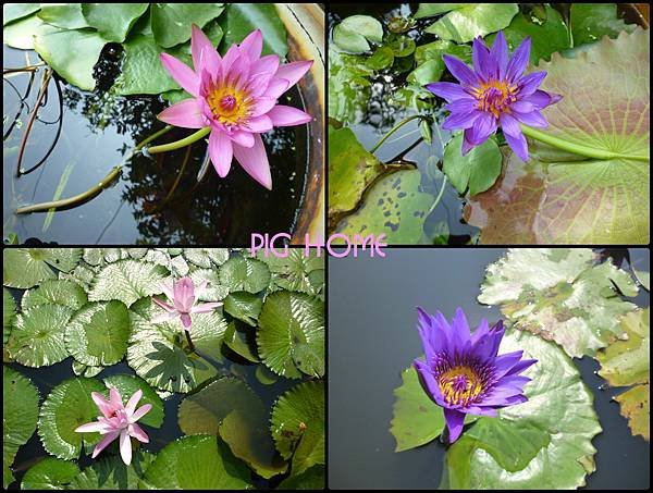 蓮花.jpg