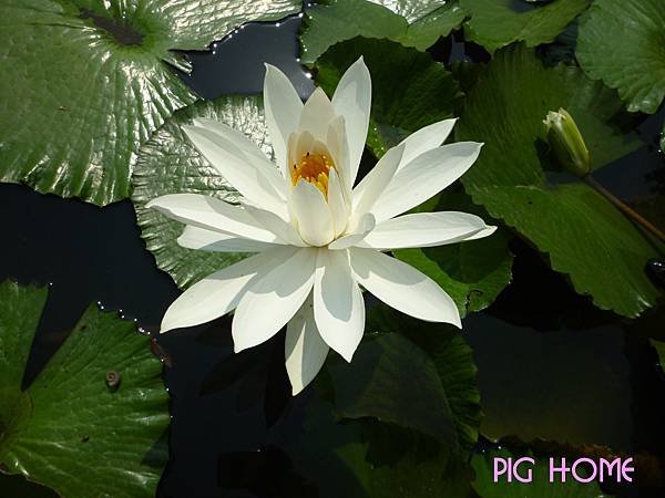 蓮花4.jpg